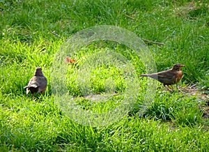 Two blackbirds standing in the grass