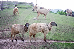 Two blacknose sheeps on green grass field and sheeps background