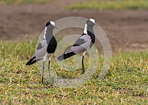 Two Blacksmith Lapwing or Blacksmith Plover Vanellus armatus