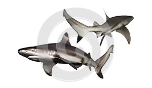 Two Blacktip reef sharks swimming