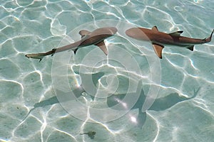 Two blacktip sharks in Moorea lagoon