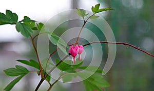 Two Bleeding heart or Asian bleeding-heart Lamprocapnos spectab