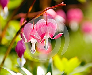 Two Bleeding Heart Flowers