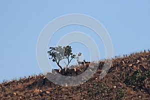 TWO BLESBOK AGAINST BLUE SKY ON A ROCKY HILL IN A SOUTH AFRICAN LANDSCAPE