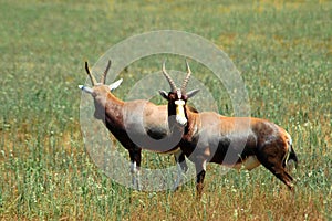 Two Blesbok antelopes