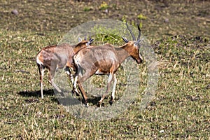 Two Blesbok Walking on Dry Winter Grassland Landscape