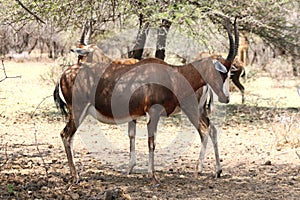 Two blesboks or blesbucks resting under tree