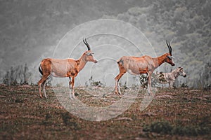 Two blesbucks standing in a meadow. Damaliscus pygargus phillipsi.