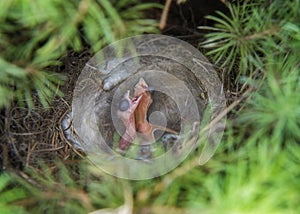 Two blind and hungry chicks in the nest