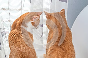 Two blond and white tabby cats