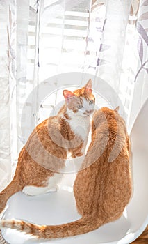 Two blond and white tabby cats