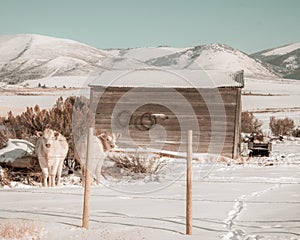 Two Blonde Cows In Winter Field