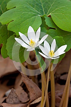 Two Bloodroot Flowers Bloom in Leaf Litter