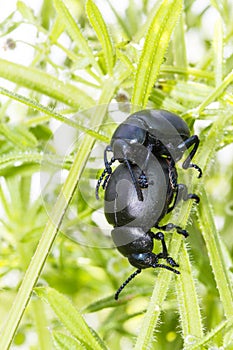 Two Bloody Nosed Beetles (Timarcha tenebricosa)