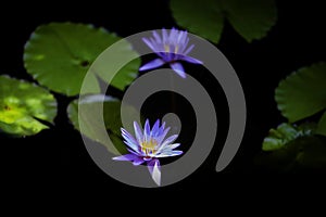 Two blooming blue purple water lily in the pool