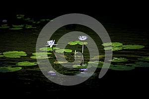 Two blooming blue purple water lily in the pool