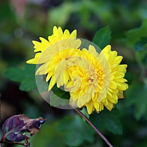 Two Blooming Bright Yellow Wild Flowers Surrounded with Dark Green Leaves