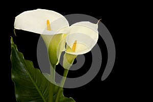 Two blooming calla lilly flowers with a green leaf on a black background