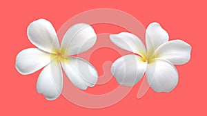 two blooming pure white and yellow plumeria or frangipani flower head isolated on pink background