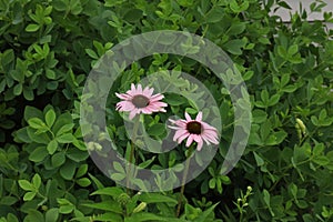 Two blooming Purple Coneflowers in front of a False Blue Indigo Bush in Wisconsin