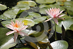 Water lily