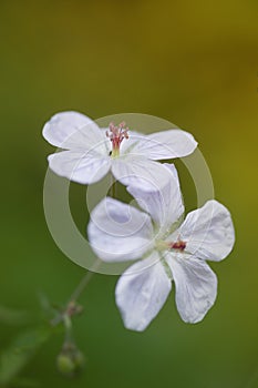 Double Bloom - Wild Geranium Flowers