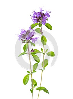 Two blooming Wild Thyme Thymus serpyllum isolated on white background