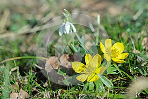 Two blooming winter aconites (Eranthis hyemalis) and snowdrops.