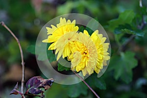 Two Blooming Yellow Big Wild Flowers Surrounded by Green Leaves