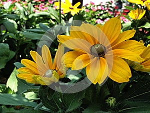 Two blooming yellow Indian summer daisy flowers