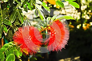 Two blooms of tropical, spiny flowers