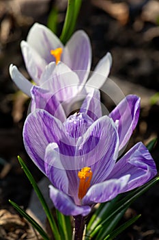 Two blossom purple crocus flower in a spring day macro photography.