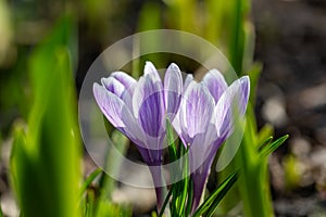 Two blossom purple crocus flower in a spring day macro photography.