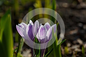 Two blossom purple crocus flower in a spring day macro photography.