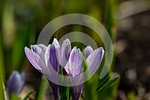 Two blossom purple crocus flower in a spring day macro photography.