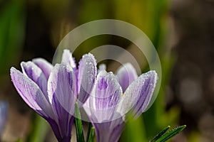 Two blossom purple crocus flower in a spring day macro photography.