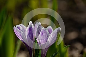 Two blossom purple crocus flower in a spring day macro photography.