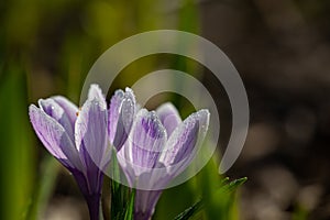 Two blossom purple crocus flower in a spring day macro photography.