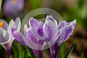 Two blossom purple crocus flower in a spring day macro photography.