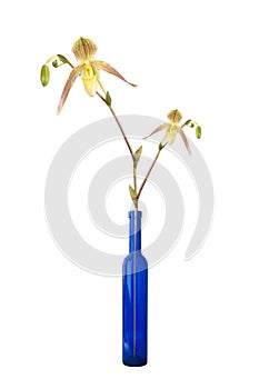 Two blossoms of a beautiful orchid in a blue vase