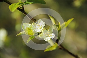 Two blossoms of plum tree