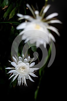 Two blossoms of the Queen of the Night Epiphyllum oxypetalum species of cactus plant produces nocturnal white flowers, copy