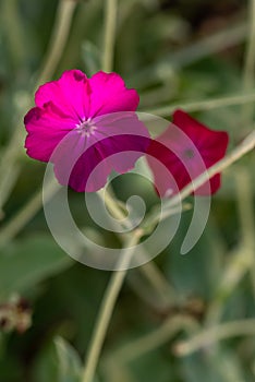 Two blossoms of the rose campion, silene coronaria, the left one sharp in the foreground, the right one blurred in the background,