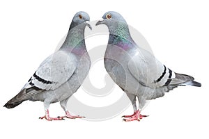 two blue bar homing pigeon isolate on white background