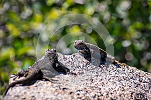 Two Blue bellied lizards Sceloporus occidentalis having a confrontation on a rock, Yosemite National Park, California