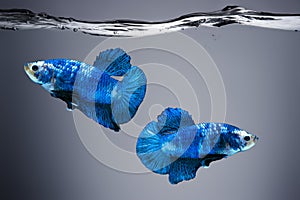 Two Blue Betta fish fancy Siamese fighting fishs in fish tank