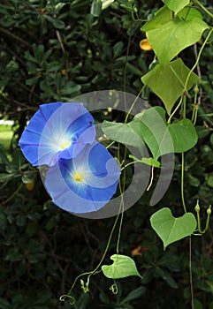 Two blue bindweed flowers on a green background