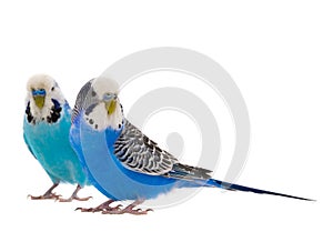 Two blue budgie