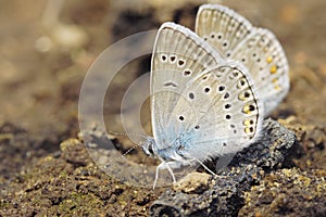 Two blue butterflies