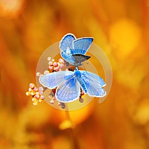 two blue butterflies sitting on bright Sunny yellow meado photo